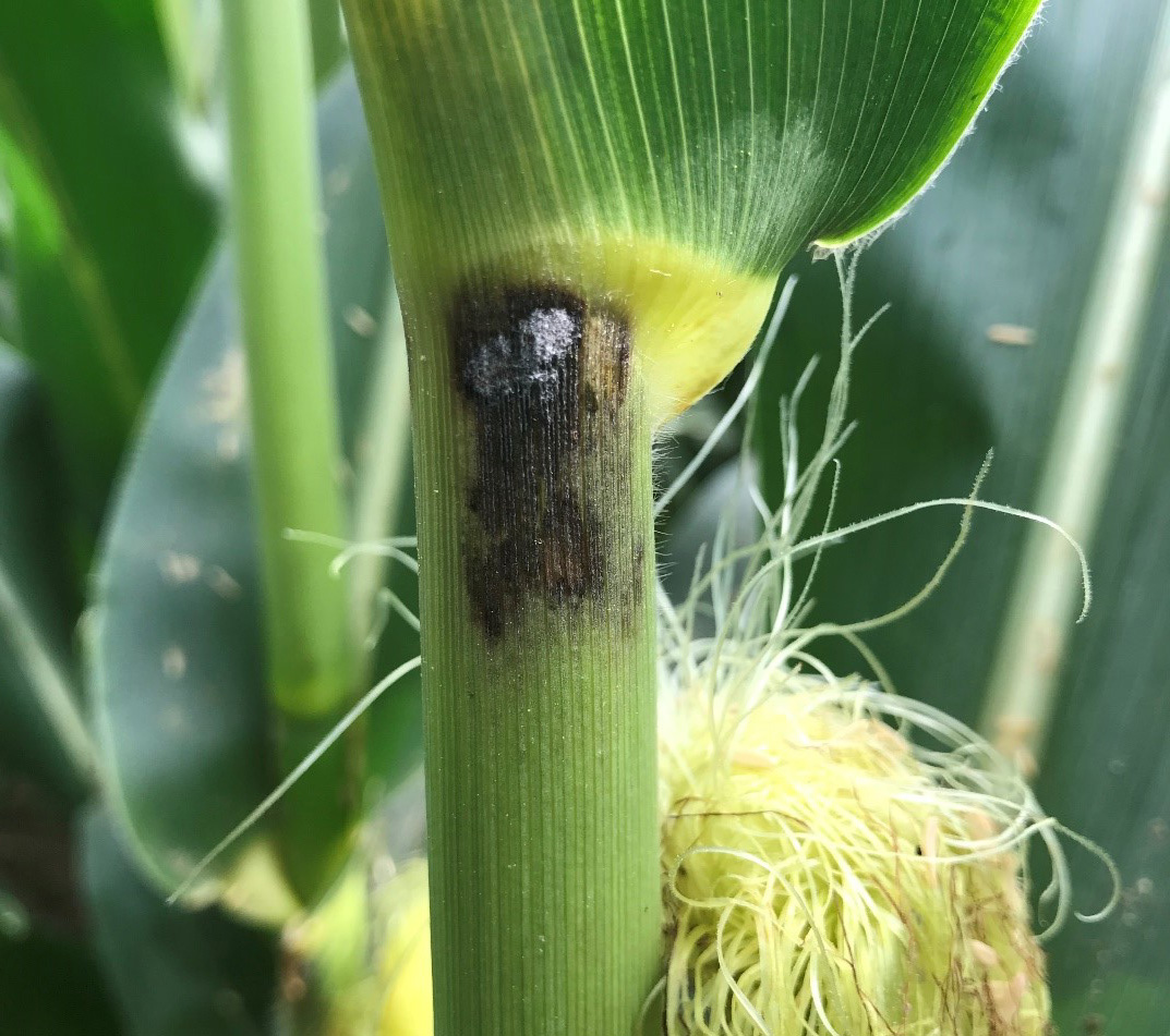 Purple leaf sheath lesions in corn at silking